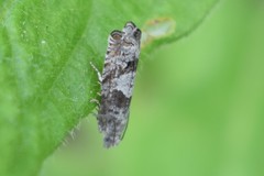 Epinotia solicitana