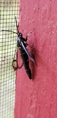Synanthedon pictipes