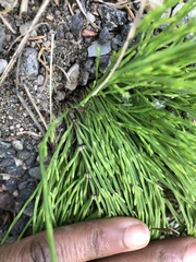 Equisetum arvense image