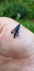 Synanthedon pictipes