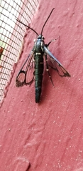 Synanthedon pictipes