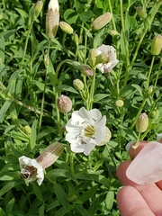 Silene uniflora