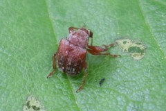 Himatolabus pubescens