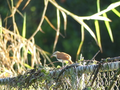 Furnarius leucopus cinnamomeus