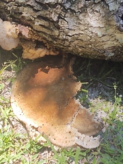 Pseudoinonotus dryadeus