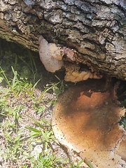 Pseudoinonotus dryadeus