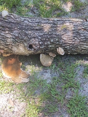 Pseudoinonotus dryadeus