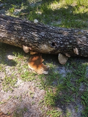 Pseudoinonotus dryadeus