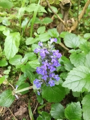 Ajuga reptans