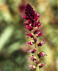 Lysimachia atropurpurea