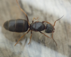 Lasius brunneus