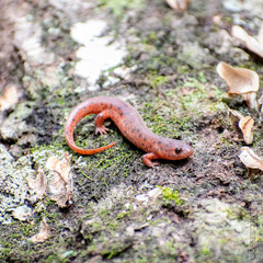 Pseudotriton montanus montanus