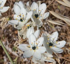 Ornithogalum arabicum