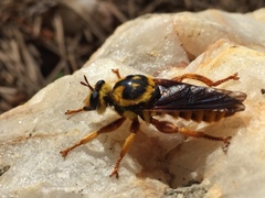 Laphria saffrana