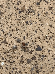 Pseudomethoca oceola