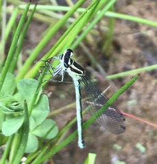Coenagrion puella