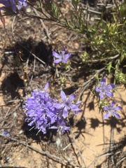 Eriastrum densifolium