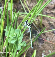 Coenagrion puella