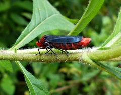 Aulacizes quadripunctata