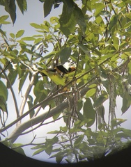 Icterus auricapillus