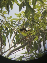 Icterus auricapillus