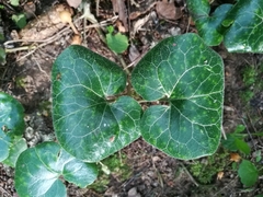 Asarum europaeum