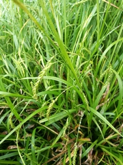 Carex sylvatica