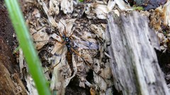 Dictenidia bimaculata