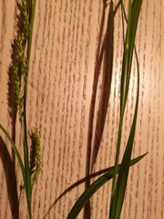 Carex sylvatica