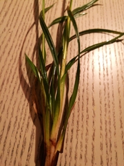 Carex sylvatica