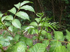 Zanthoxylum rubescens