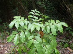 Zanthoxylum rubescens