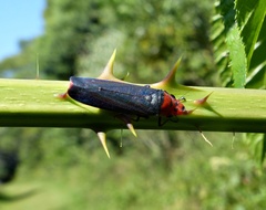 Aulacizes quadripunctata
