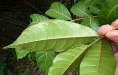 Zanthoxylum rubescens