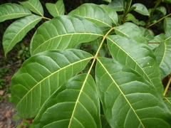 Zanthoxylum rubescens