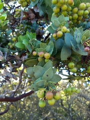 Arctostaphylos refugioensis