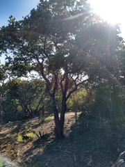 Arctostaphylos refugioensis