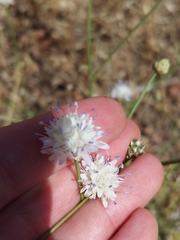 Cephalaria joppensis