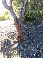 Arctostaphylos refugioensis