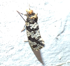 Ardiosteres moretonella