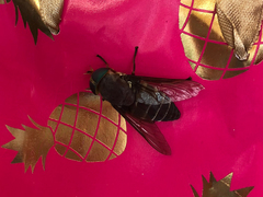 Tabanus americanus