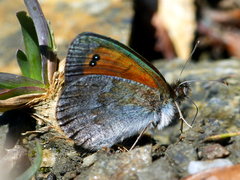 Erebia tyndarus