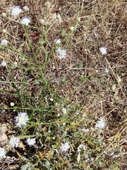 Cephalaria joppensis