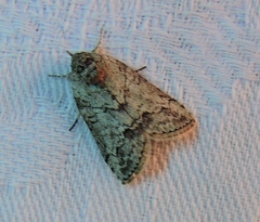 Nycteola polycyma