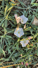 Convolvulus lineatus