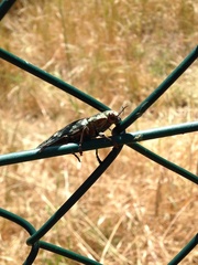 Chalcophora mariana massiliensis