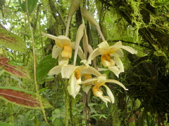 Stanhopea gibbosa