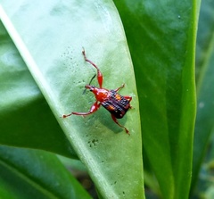 Euscelus