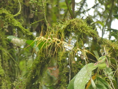 Brassia arcuigera
