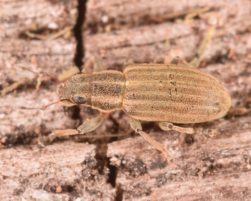 Pea Weevil